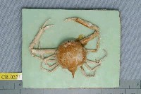 藏品(擬泡型長螯蟹)的圖片